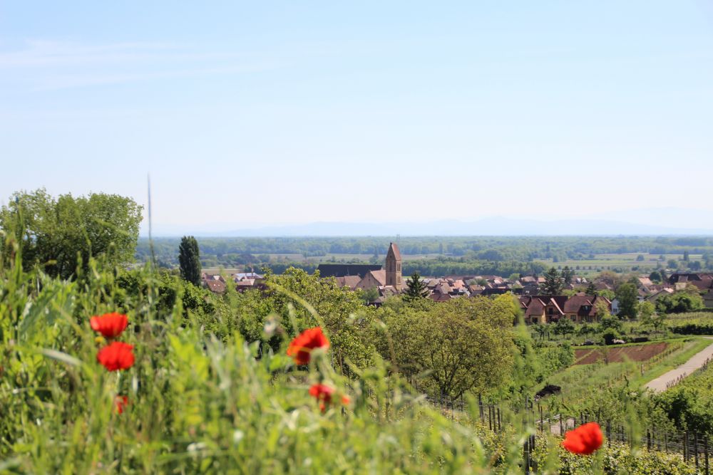 Depuis le vignoble ©Tourisme Eguisheim Rouffach Depuis le vignoble ©Tourisme Eguisheim Rouffach